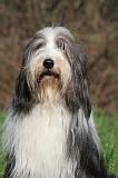 BEARDED COLLIE 422